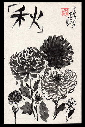 Chrysanthemum Chrysanthemum